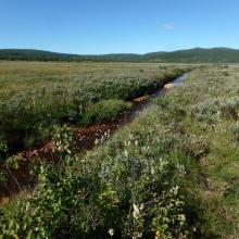 MIre and stream at Hynna