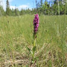 Early marsh-orchid at the mires. 