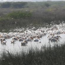 Flock of Pelican