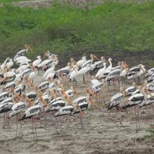 Group of Painted Storks