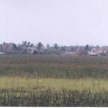 Laguna Lagartos 1999