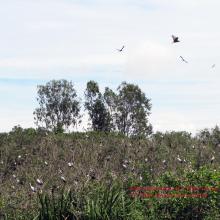 Bird Station at U Minh Thuong Nature Reserve Bird Station at U Minh Thuong Nature Reserve