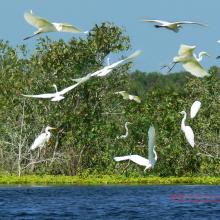 Little Egret