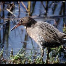 Endangered clapper Rail.