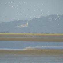 Flock of white-winged terns following the rushing tidal bore
