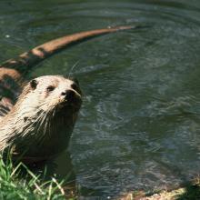 RS Sûre-Loutre européenne, Lutra lutra RS Sûre-Loutre européenne, Lutra lutra