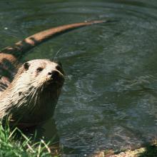 RS Sûre-Loutre européenne, Lutra lutra