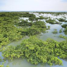 landscape of mangrove forest