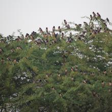 Rosy Starling Flock