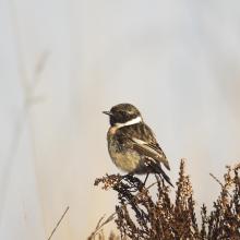 European Stonechat European Stonechat