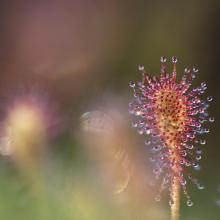 Drosera Drosera