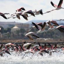A flock of Flamingos (Phoenicopterus ruber)