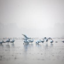 Feeding of the Black-faced Spoonbills in Daebudo Tidal Flat