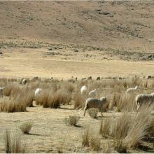 Lets'eng-la-Letsie: sheep & 
white mohair goats