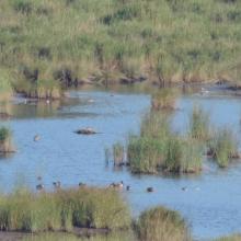 Waterfowl in Ropotamo Complex. The photo was taken during a field study part of the preparation of the Ropotamo Reserve Management Plan.