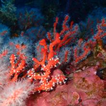 Habitat coralligène à Corail rouge Corallium rubrum 