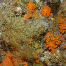 Paysage coralligène avec Corail orange Astroides calcycularis et hydrozoaires 