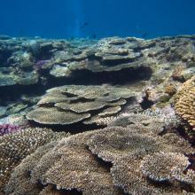 5. Coral reef in Zamami Island