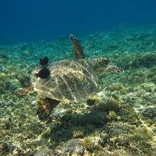 6. Green turtle in Zamami Island