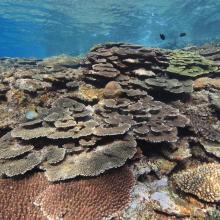 7. Coral reef in Tokashiki islad