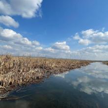 Photograph of the wetland channel. Photograph of the wetland channel.