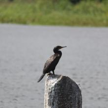 Indian Cormorant