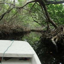 Mangrove creek Lac Baai