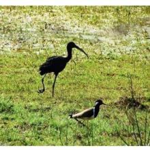 Glossy Ibis and Red Wattled Lapwing