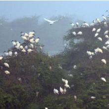 Black headed Ibis nest