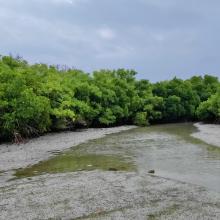 Mangrove cover in Mannar Biosphere Reserve
