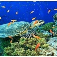 Olive ridley Turtle, corals Olive ridley Turtle, corals