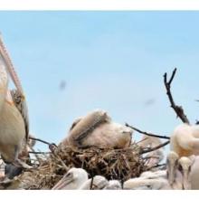 Spot-billed pelican nesting site