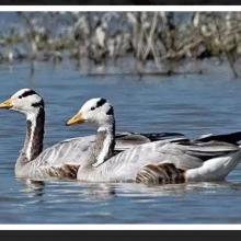 A pair of bar-headed goose at Bakhira