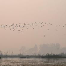 Flock of birds at Bakhira wildlife sanctuary