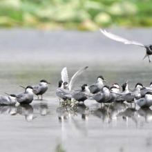 Congregation of Gull-billed terns at Bakhira wildlife sanctuary