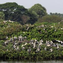 Nesting grounds in Vedanthangal