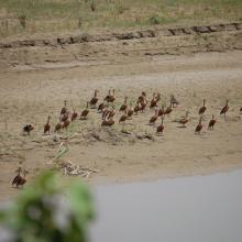 Congregation of Lesser Whistling Duck at Parvati Arga Bird Sanctuary