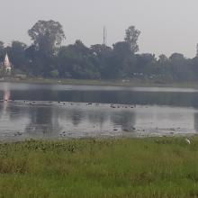 Congregation of water birds at Parvati Arga Bird Sanctuary Congregation of water birds at Parvati Arga Bird Sanctuary