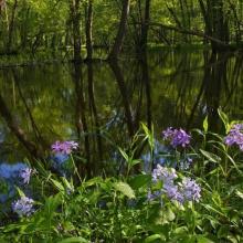 Woodland Phlox along LWR slough