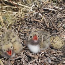 Chicks of the Common Tern on the island Dzharylgach