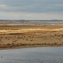 Shallow saline lakes attract the birds due to their security and food availability.