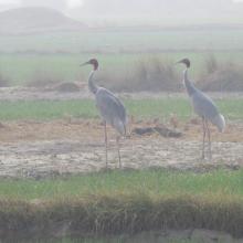 A pair of Sarus Crane at Saman Bird Sanctuary