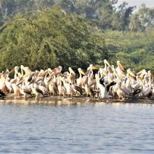 Colony of Spot-billed pelicans at Sur Sarovar Wildlife Sanctuary