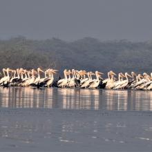 Congregation of Pelicans at Sur Sarovar Wildlife Sanctuary