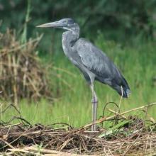 Héron de Madagascar : Ardea humbloti (EN) Héron de Madagascar : Ardea humbloti (EN)