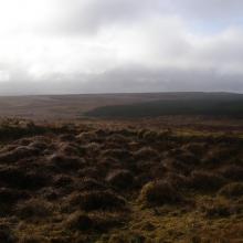 Blanket bog with forestry in the background