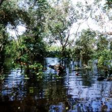 Selva Baja Inundable