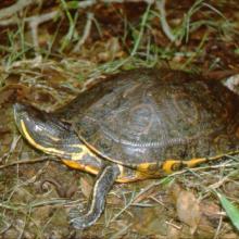 La Tortuga Pinta (Trachemys venusta) es la especie que permanece mayor tiempo asoleándose sobre los pantanos y puede observarse fácilmente.