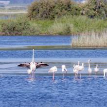 Flamingos at the Ulcinj Solana