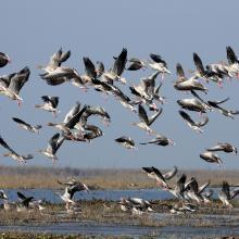 Grey-lag goose in Haiderpur wetland
